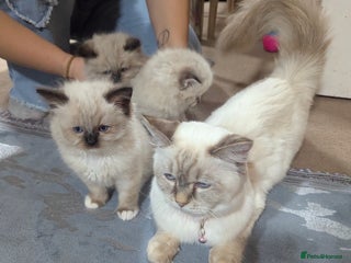 Ragdoll cats - Advert 5