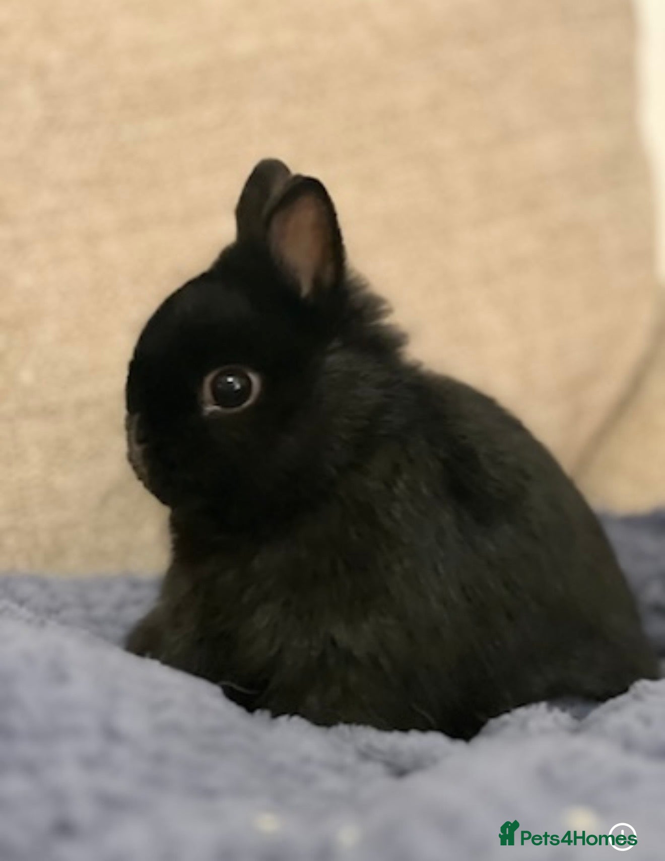 Netherland Dwarf rabbits Netherland Dwarf female black rabbit - Advert 1