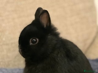 Netherland Dwarf rabbits Netherland Dwarf female black rabbit - Advert 1