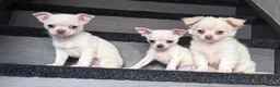 Chihuahua dogs for sale: Amazing puppys in hull - Advert 14