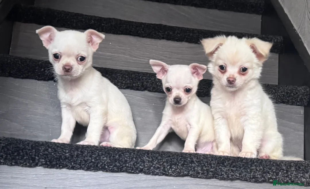 Chihuahua dogs for sale: Amazing puppys in hull - Advert 14