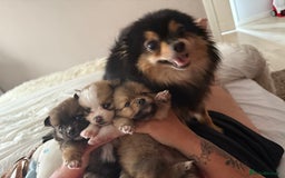 Pomeranian dogs for sale: Pomeranian girls for sale  - Image 13