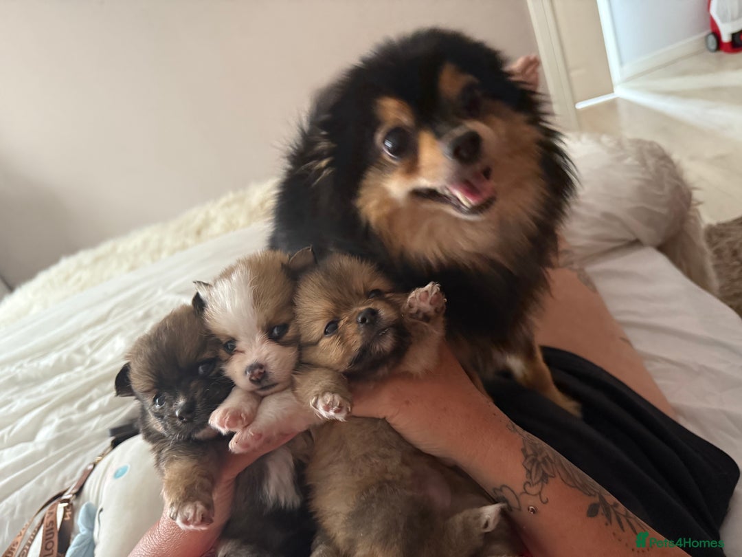 Pomeranian dogs for sale: Pomeranian girls for sale  - Image 13