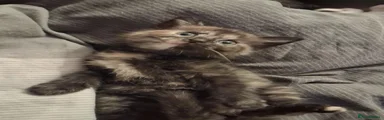 Ragdoll 4