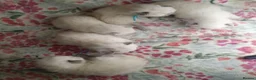 Ragdoll cats for sale: 💖 Beautiful Ragdoll kittens for Sale 💖 - Advert 13