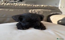 Miniature Schnauzer dogs for sale: Reduced. Miniature Schnauzer black pups. KC & MAC  - Image 6