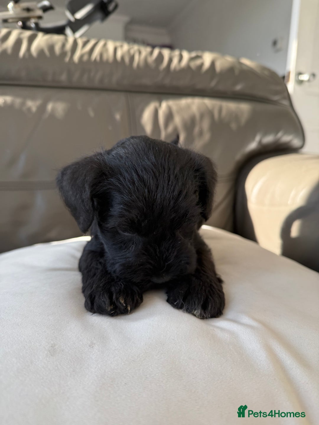 Miniature Schnauzer dogs for sale: Reduced. Miniature Schnauzer black pups. KC & MAC  - Image 6