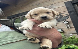 Golden Retriever dogs for sale: Golden retriever puppies - Image 1