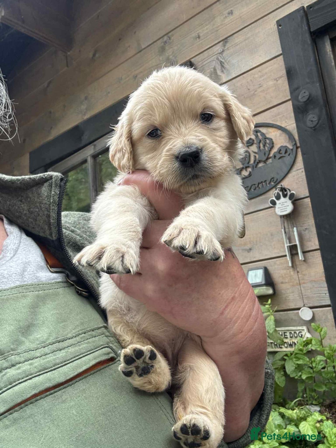 Golden Retriever dogs for sale: Golden retriever puppies - Image 1