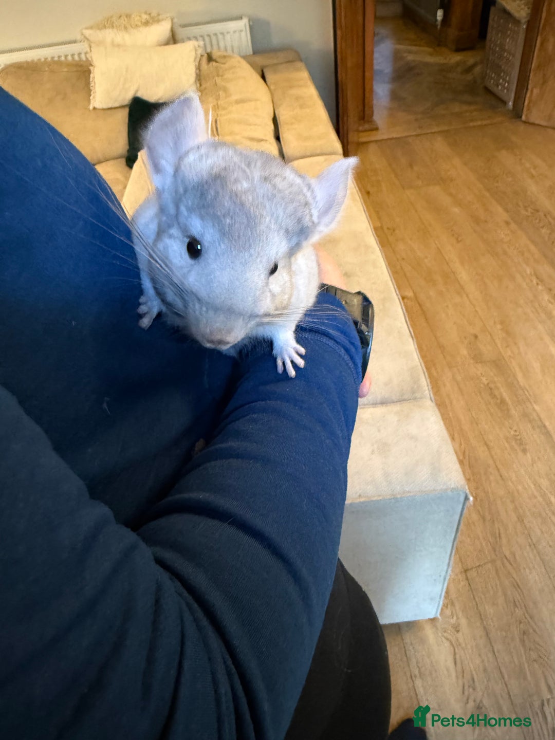 Chinchilla rodents for sale: Baby female chinchilla - Advert 4