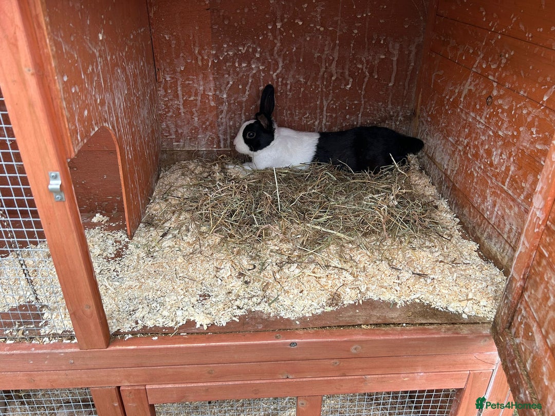 Dutch rabbits for sale: Beautiful Dutch rabbits  - Image 4