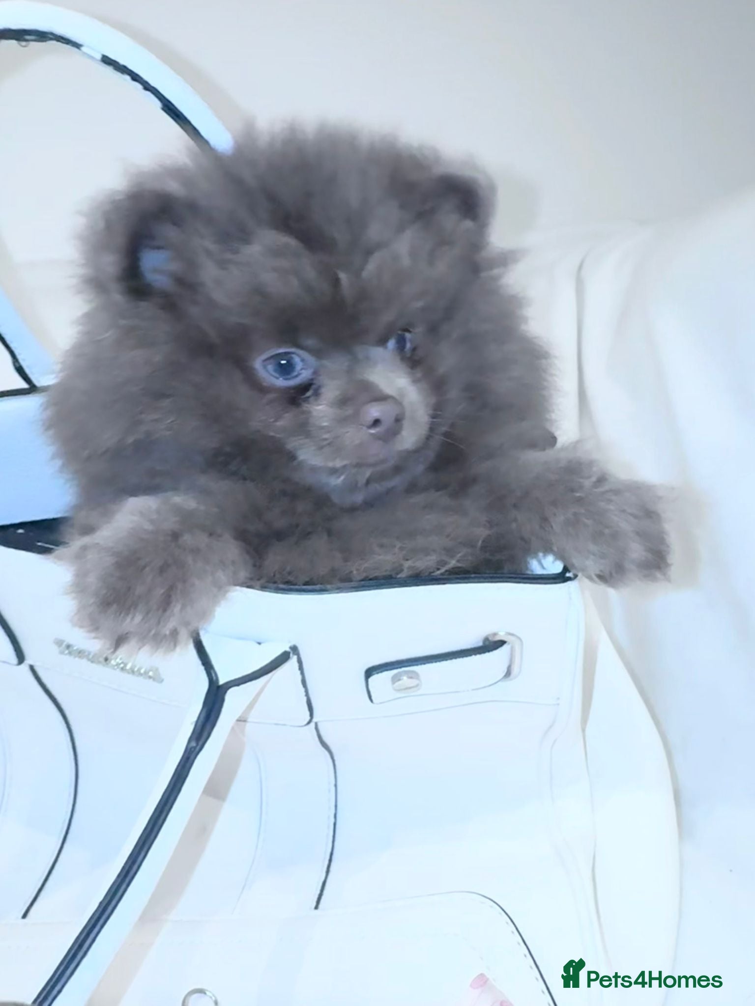 Pomeranian dogs Stunningly beautiful Pomeranian babies - Advert 6