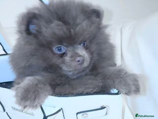 Pomeranian dogs Stunningly beautiful Pomeranian babies - Advert 2