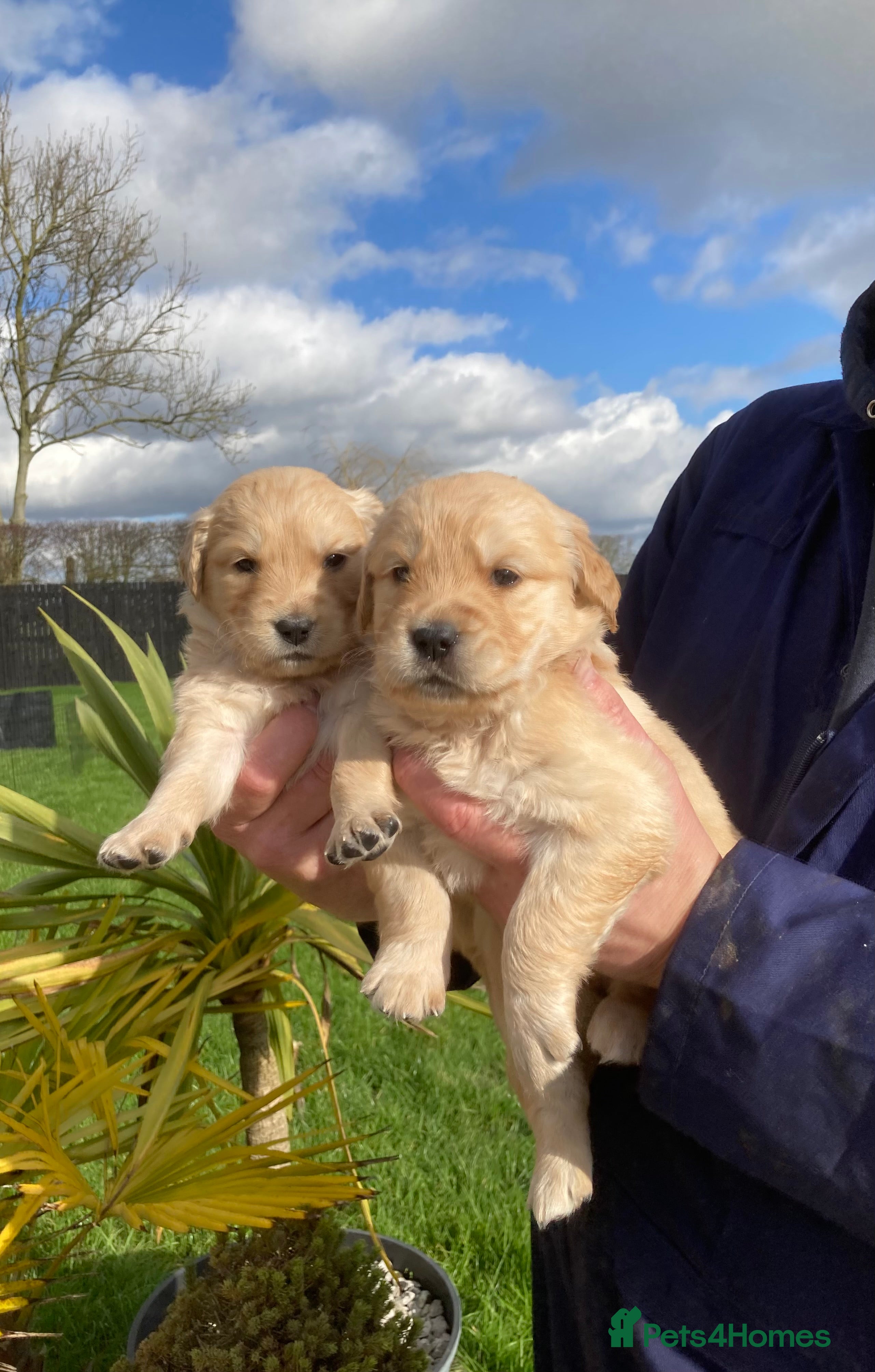 Golden Retriever dogs Beautiful retriever puppies, KC Reg/Health tested - Advert 8