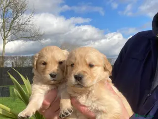 Golden Retriever dogs Beautiful retriever puppies, KC Reg/Health tested - Advert 8