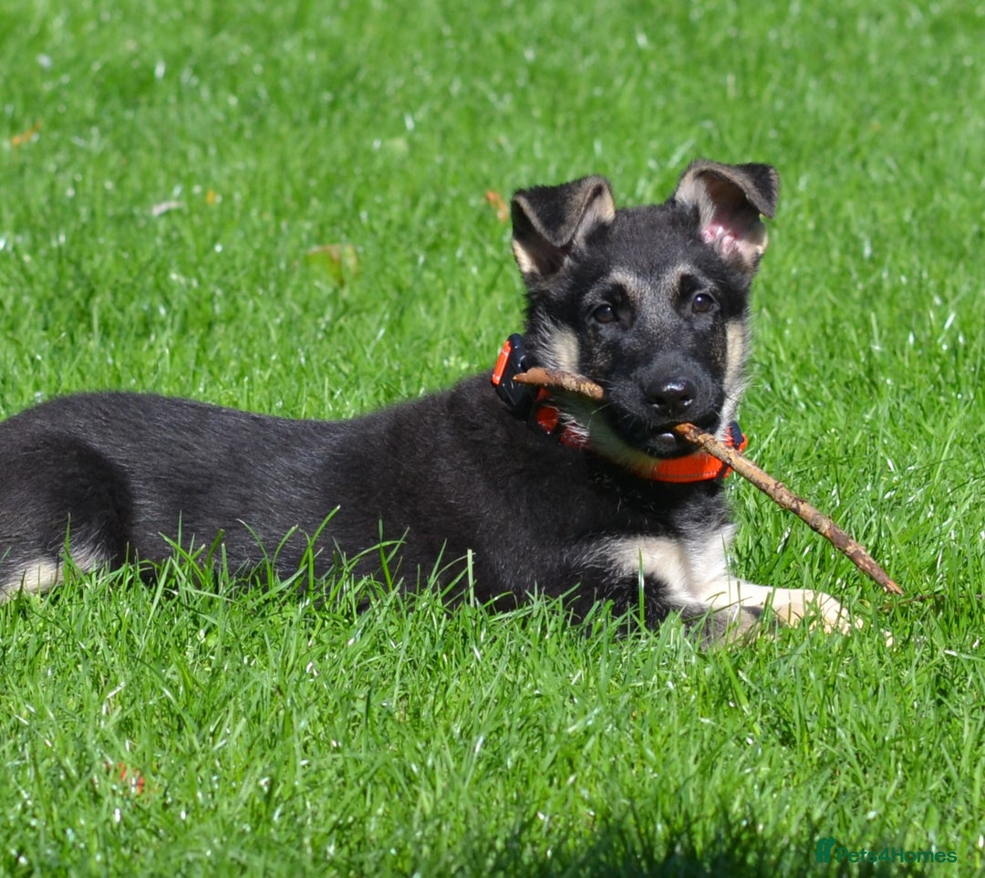 German Shepherd dogs for sale: ⚡RARE EAST EUROPEAN SHEPHERD PUPPIES AVAILABLE⚡ - Image 17