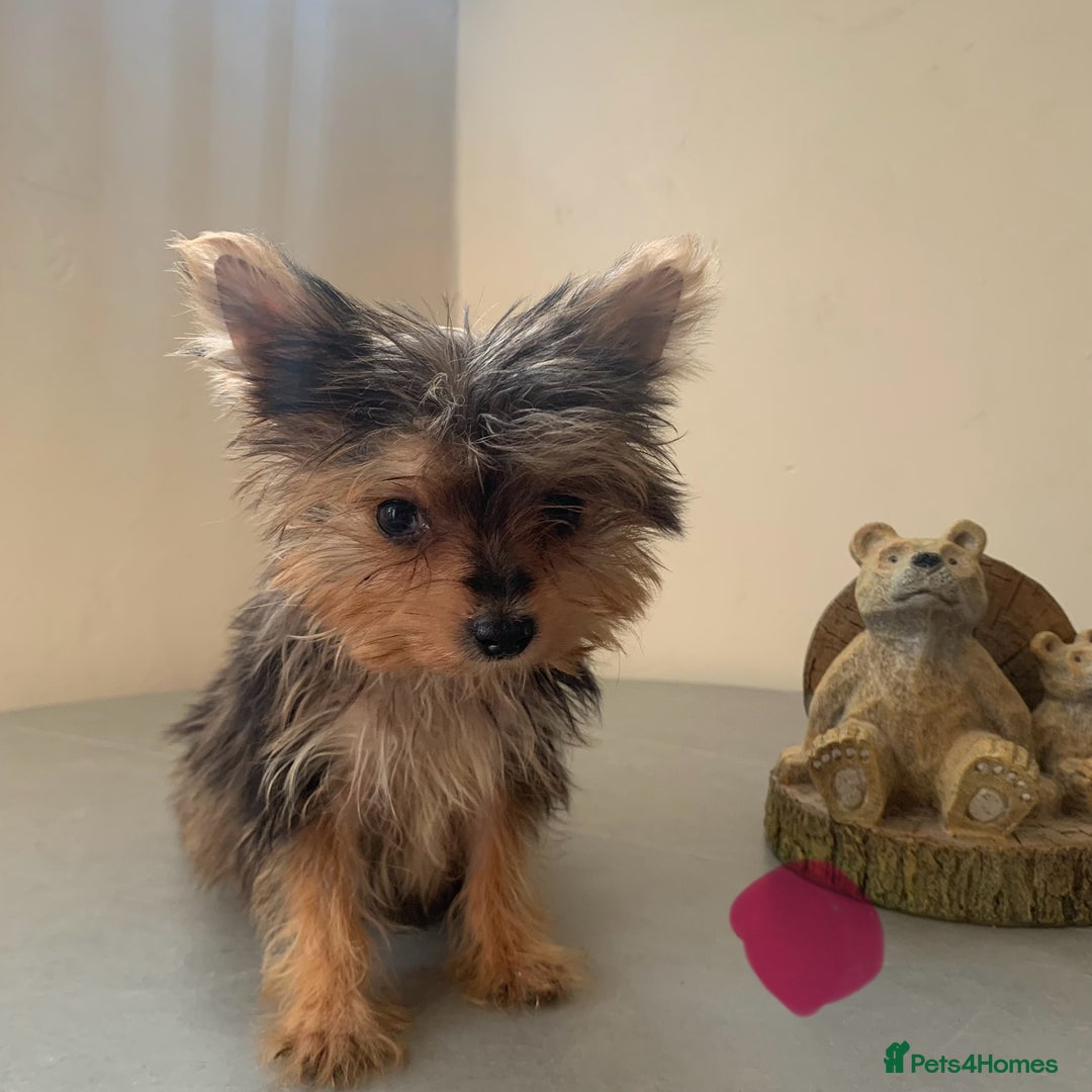 Biewer Terrier dogs for sale: Last 3 Stunning Biewer Terrier puppies - Image 17