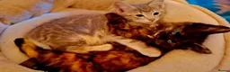 Mixed Breed cats for sale: Beautiful Kittens 😻 - Advert 4