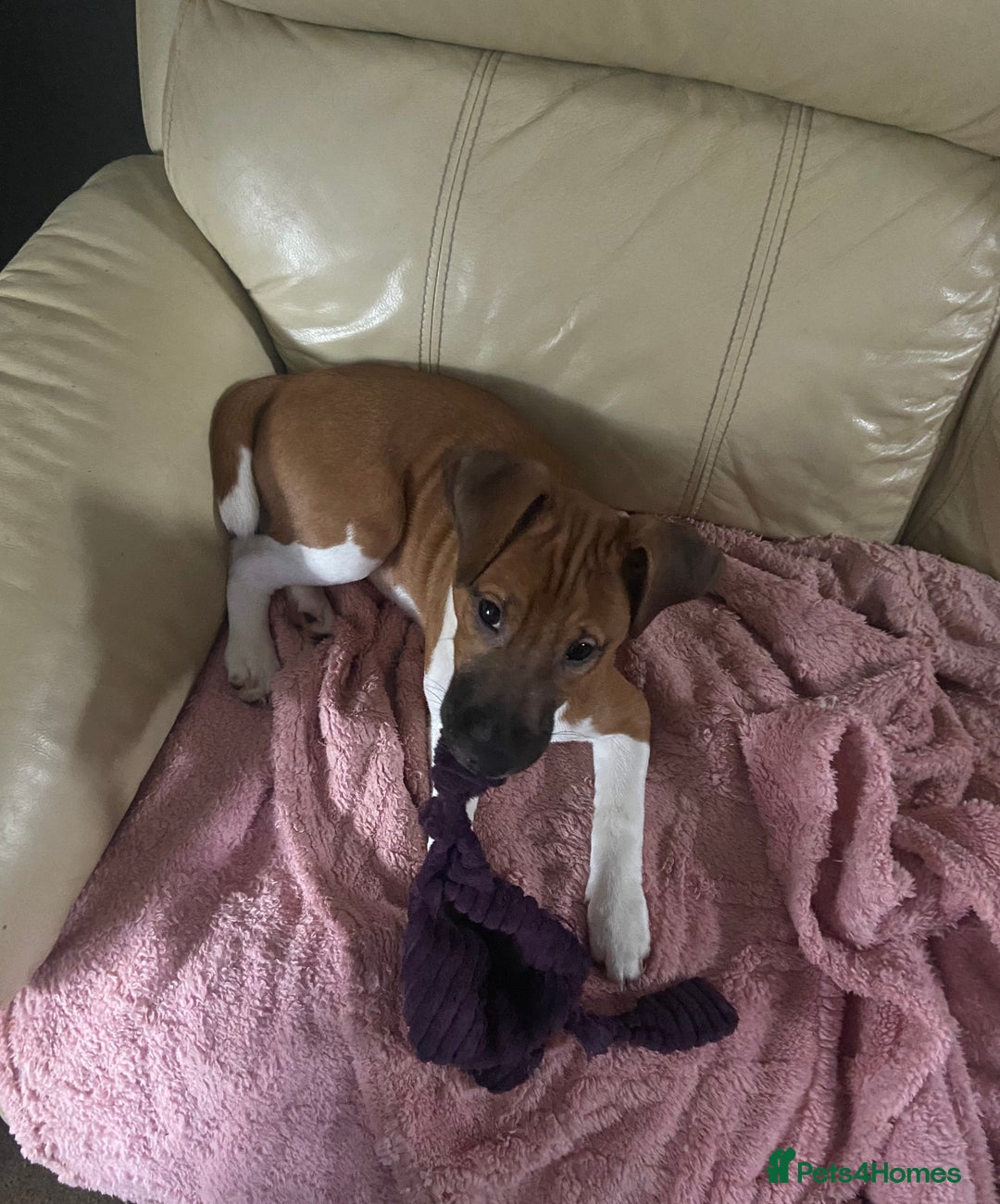 Plummer Terrier dogs for sale: 3/4 plummer 1/4 beagle puppy - Advert 4