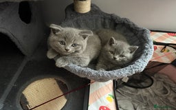 British Shorthair cats for sale: 6 Gorgeous British Shorthairs for sale  - Image 11