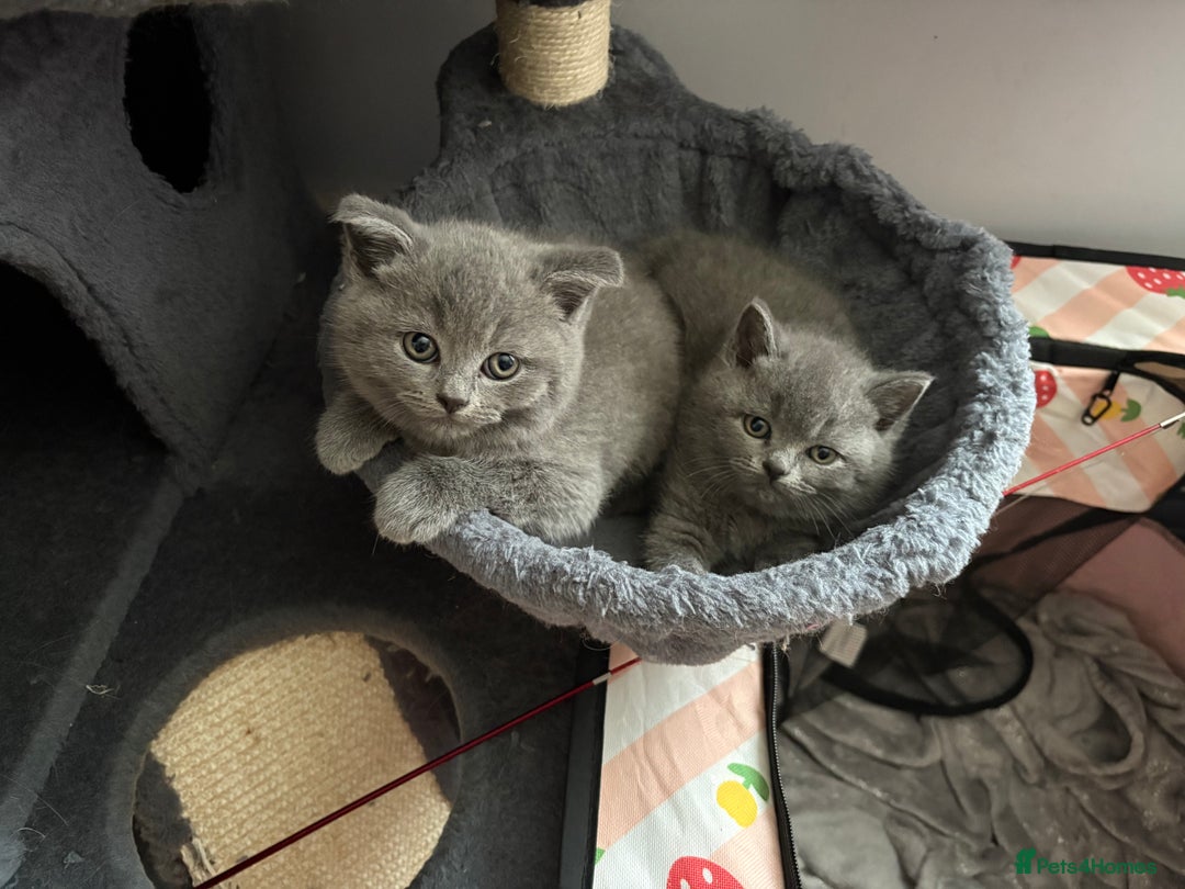 British Shorthair cats for sale: 6 Gorgeous British Shorthairs for sale  - Image 11