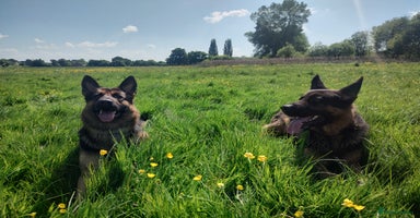 German Shepherd dogs - Advert 2