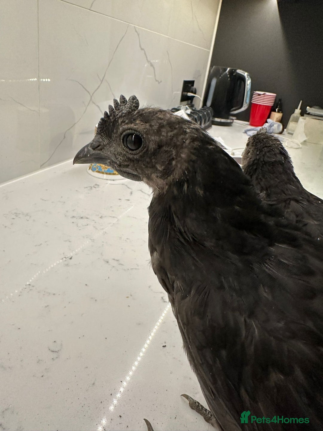 Chickens poultry for sale: Silkie, polish frizzle  looking for rehome  - Advert 11