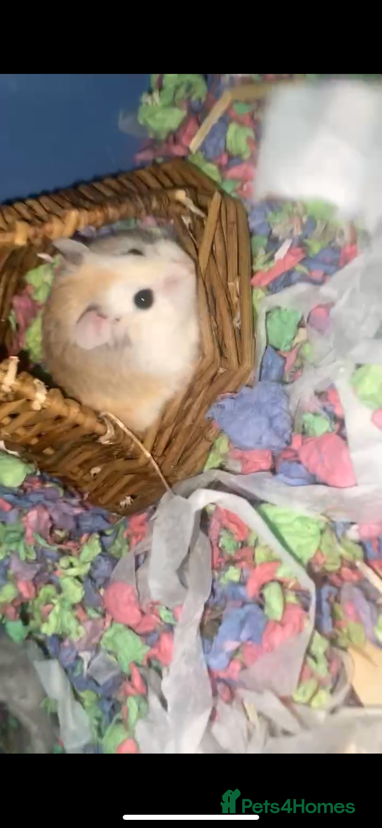 Hamster rodents Roborovski male hamster with cage and accesories  - Advert 14