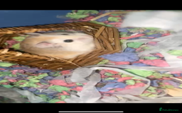 Hamster rodents for sale: Roborovski male hamster with cage and accesories  - Advert 1