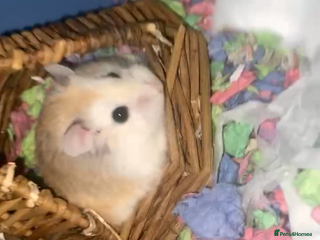 Hamster rodents Roborovski male hamster with cage and accesories - Advert 17