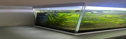 Other/Mixed Breed fish for sale: Fish tank with assorted fish  in Farnham - Advert 5