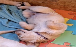 Golden Retriever dogs for sale: Beautiful Golden Retriever pups - Image 5