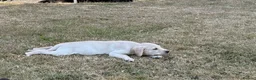 Labrador Retriever dogs for sale: Beautiful Labrador puppies  - Advert 5