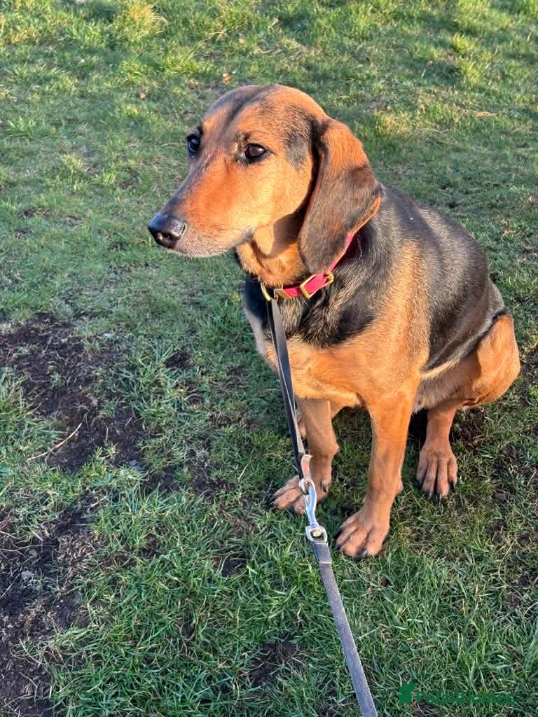 Mixed Breed dogs Bonnie is a beautiful 4.5 year old Jura - Advert 2