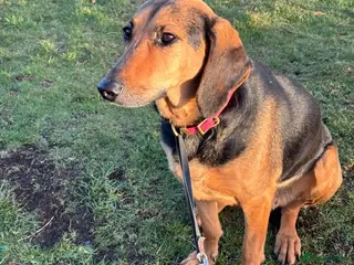 Mixed Breed dogs Bonnie is a beautiful 4.5 year old Jura - Advert 11