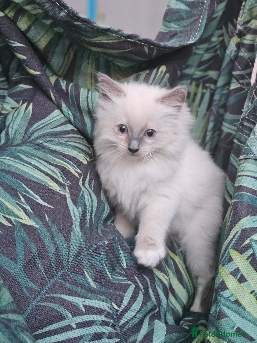 Ragdoll cats for sale: Adorable Ragdoll Boy for Sale - East London - Image 6