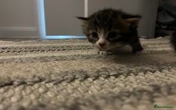 Mixed Breed cats for sale: Beautiful kittens  - Image 2