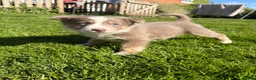 Border Collie dogs for sale: Border collie puppies.  - Advert 7