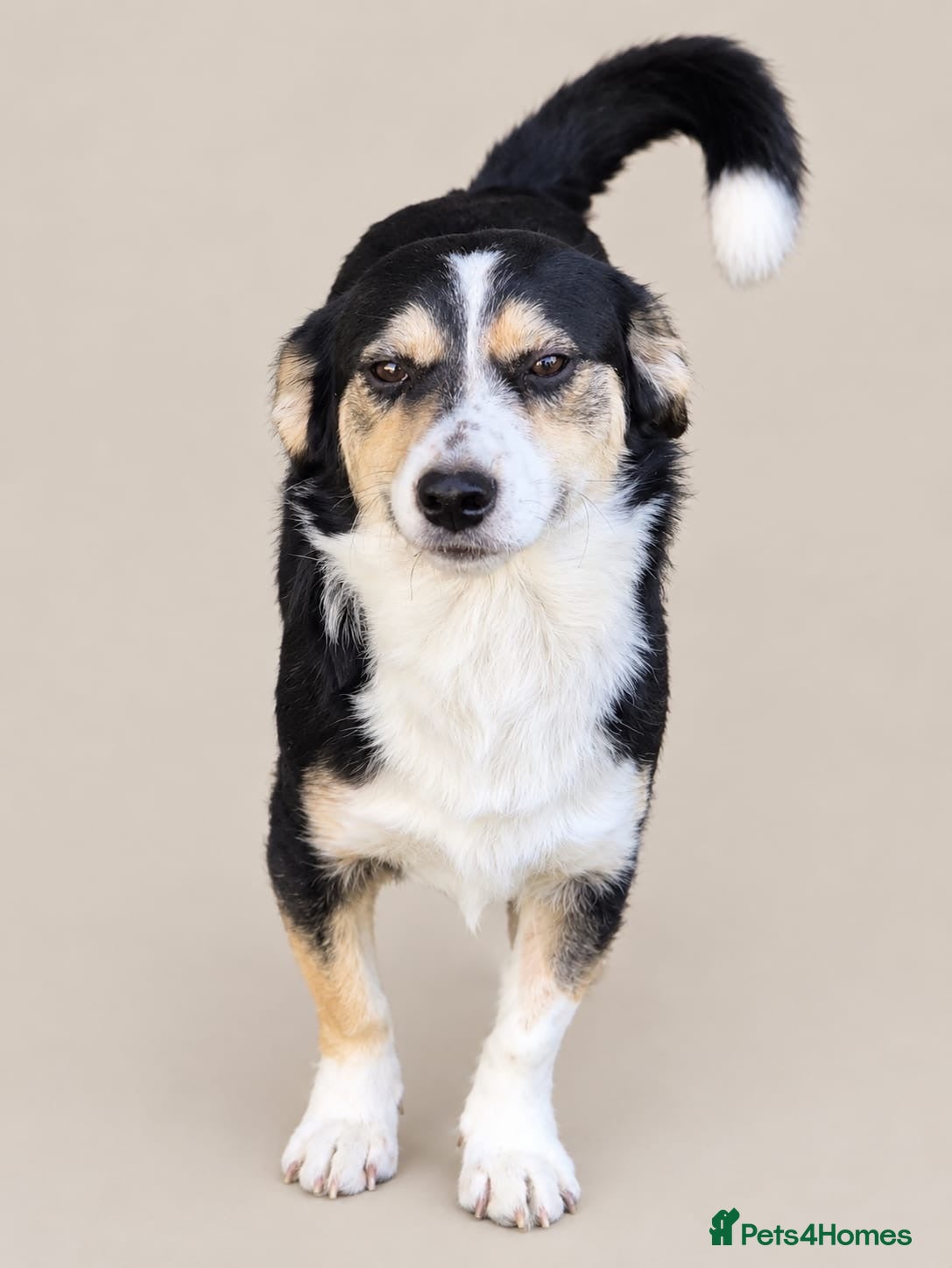 Mixed Breed dogs Meet Teddy: Cute 7-Mo Rescue Puppy Seeking home - Advert 2