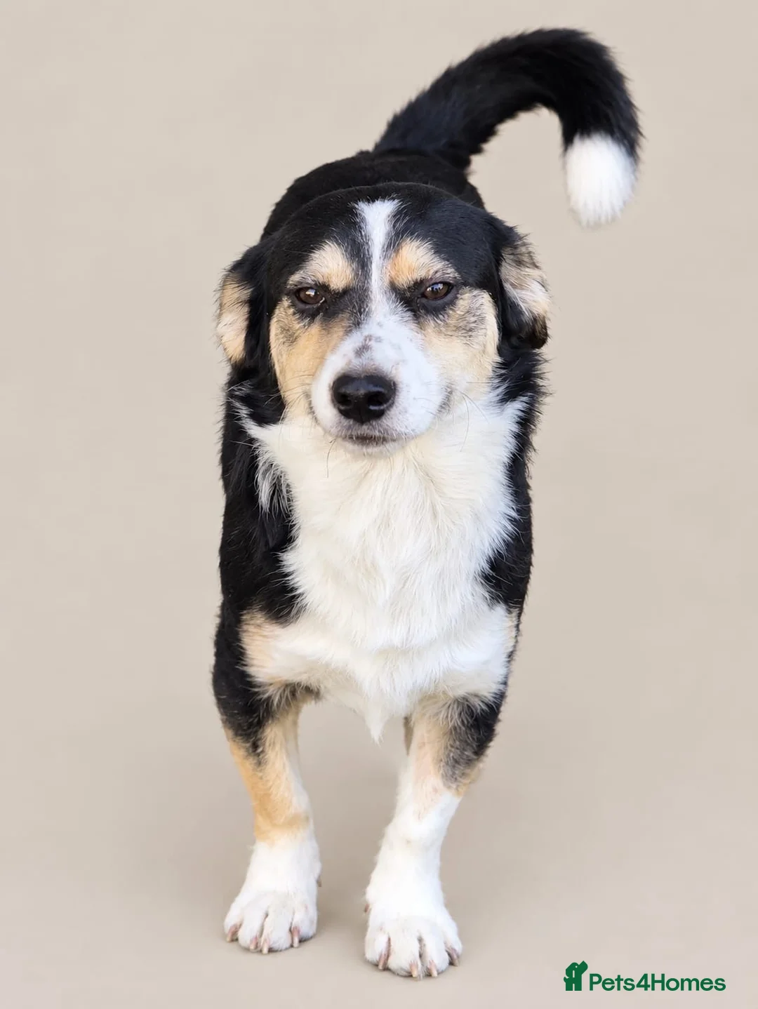 Mixed Breed dogs for sale: Meet Teddy: Cute 7-Mo Rescue Puppy Seeking home in Stevenage - Advert 2