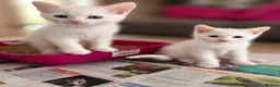 British Shorthair cats for sale: Beautiful Kittens - Advert 2