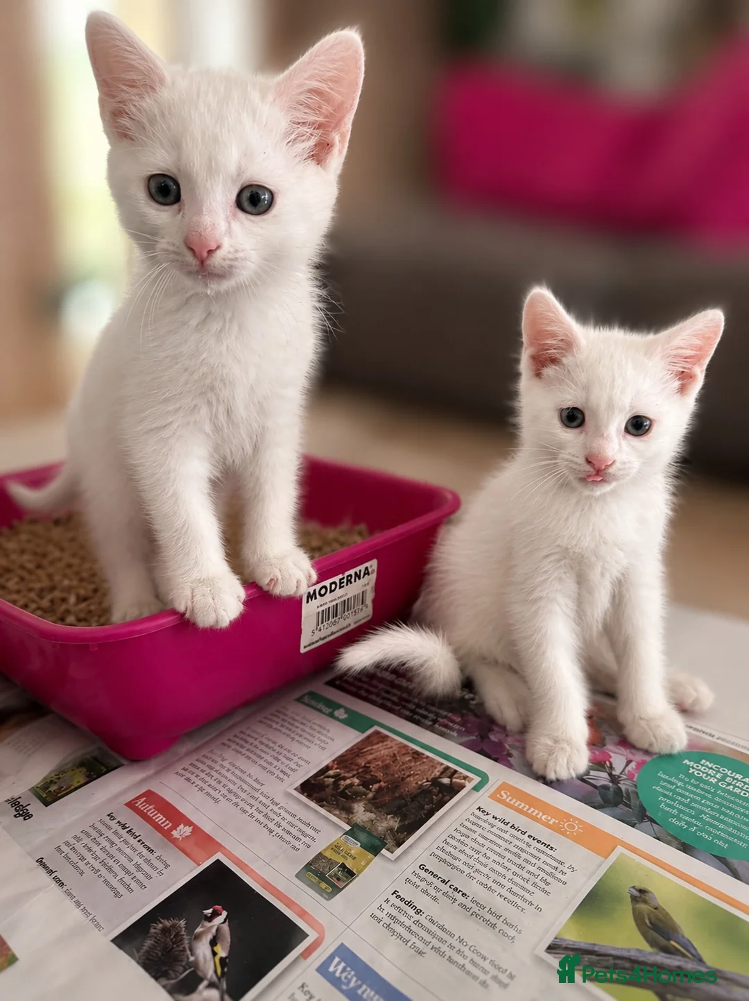 British Shorthair cats for sale: Beautiful Kittens - Advert 2