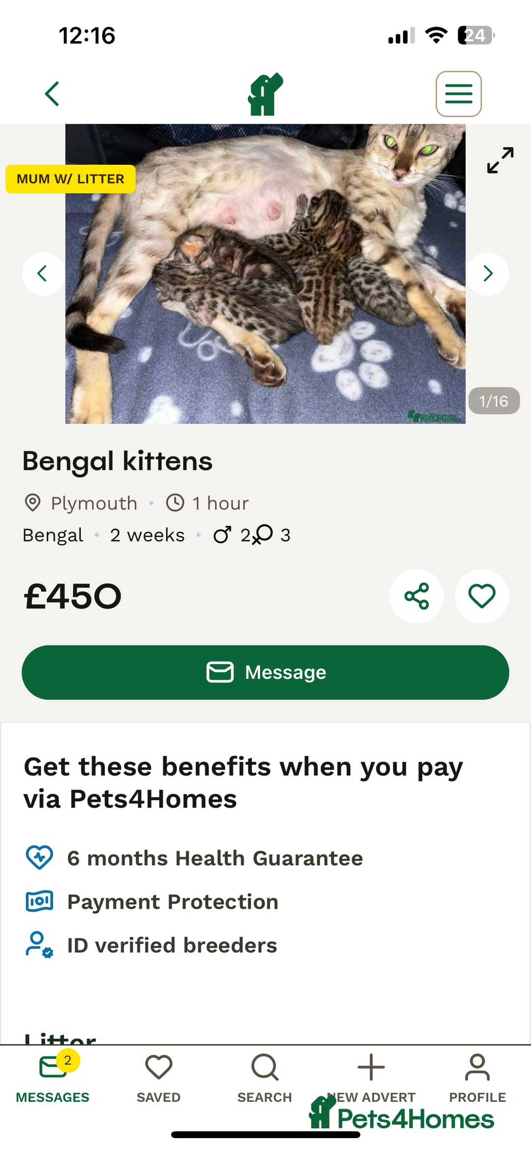 Bengal cats for sale: SCAMER DONT INTERACT  - Image 4