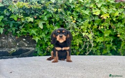 Cavalier King Charles Spaniel dogs for sale: Gorgeous Black Tan and Tri Cavalier Puppies - Image 6