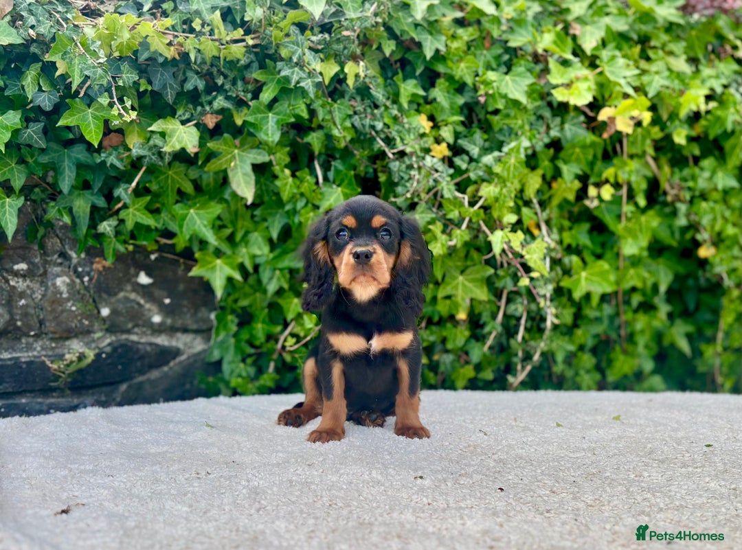 Cavalier King Charles Spaniel dogs for sale: Gorgeous Black Tan and Tri Cavalier Puppies - Image 6