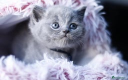 British Shorthair cats for sale: GCCF champ bloodlines Bsh - Image 8