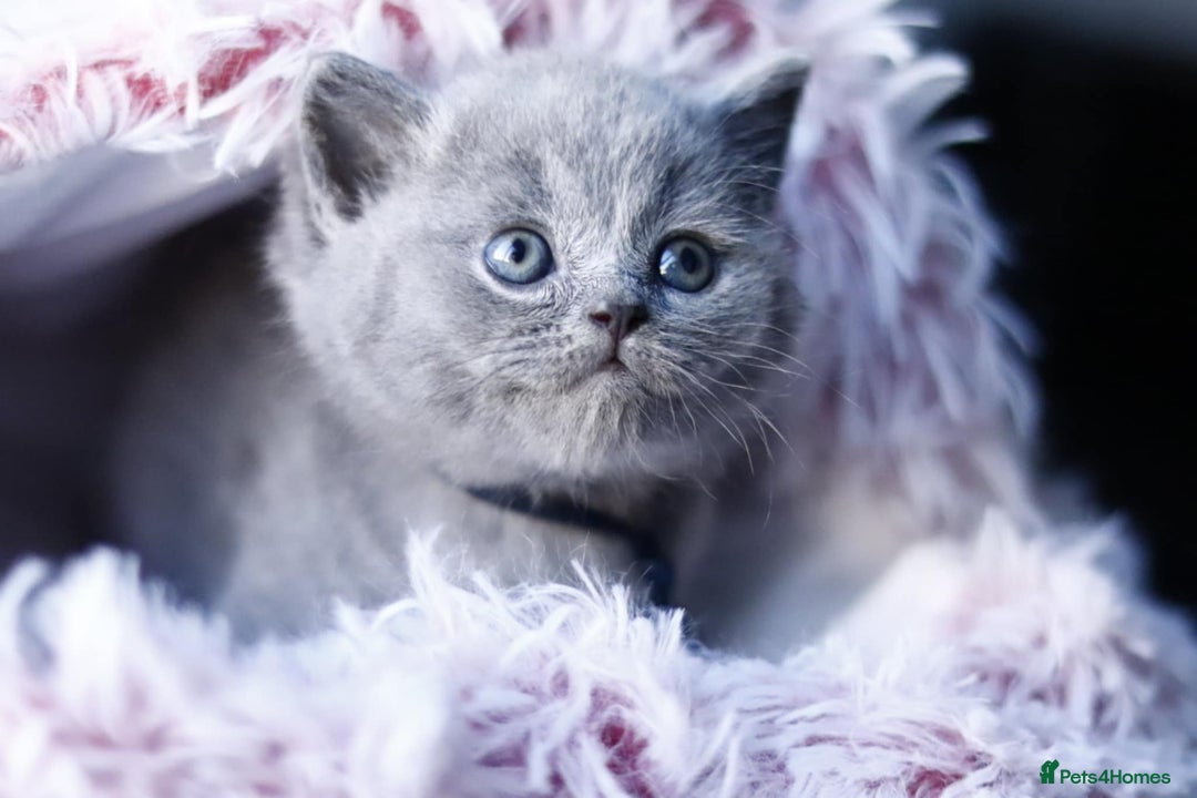 British Shorthair cats for sale: GCCF champ bloodlines Bsh - Image 8