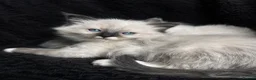 Ragdoll cats for sale: Sweet Ragdoll Kittens Looking for Loving Families  - Advert 20