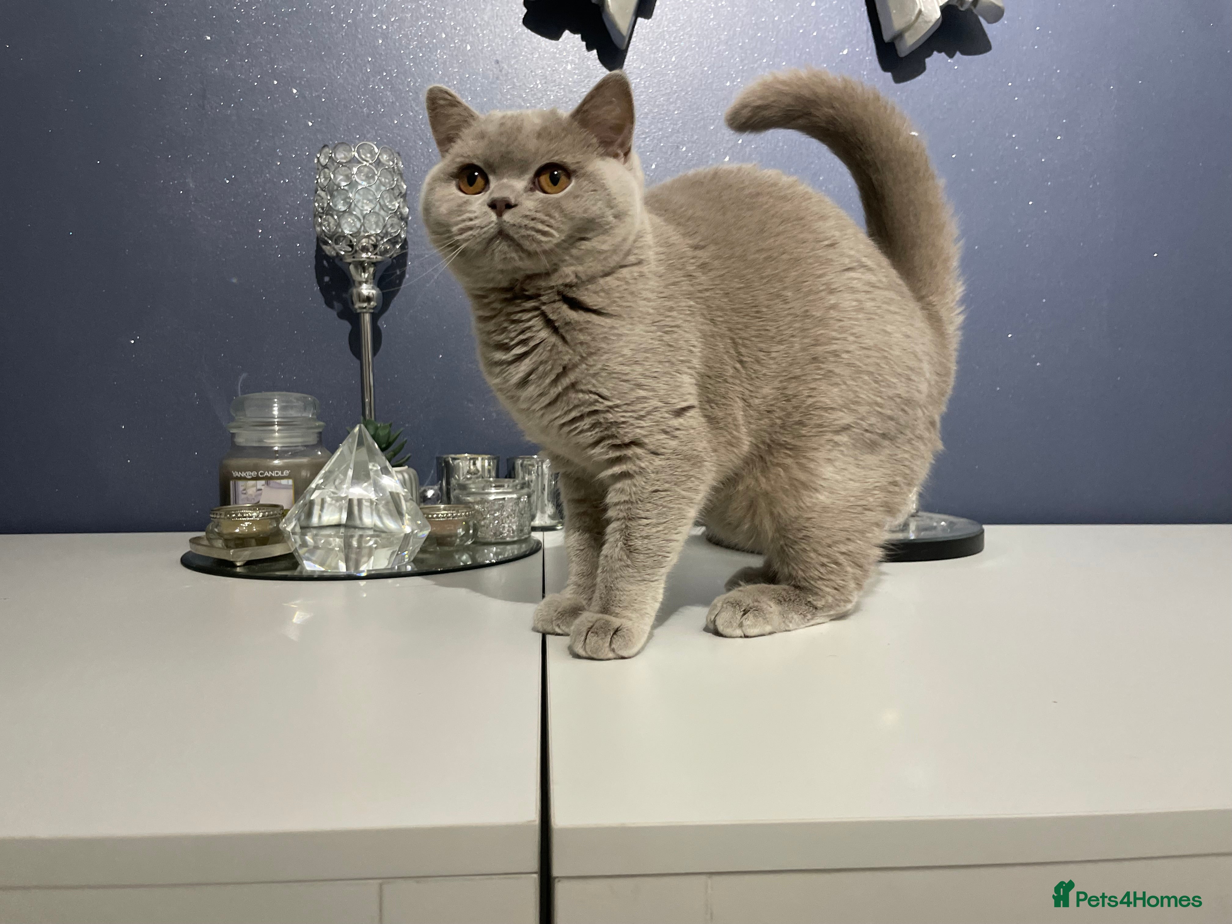 British Shorthair cats 🔥💗 LAST LILAC FEMALE KITTEN READY NOW 💗🔥 - Advert 12