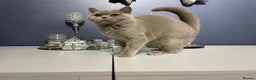 British Shorthair cats for sale: 🔥💗 LAST LILAC FEMALE KITTEN READY NOW 💗🔥 - Advert 1